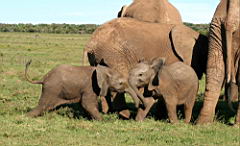 elephants addo IMG_3645.jpg